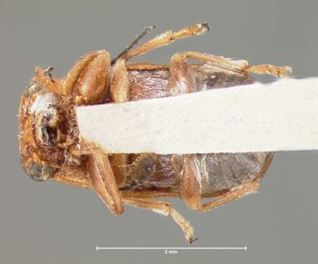 Media type: image; Entomology 8659   Aspect: habitus ventral view